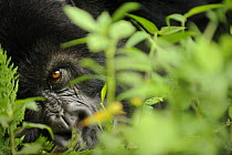 Mountain gorilla (Gorilla beringei beringei) close up of eye, Volcanoes NP, Virunga mountains, Rwanda