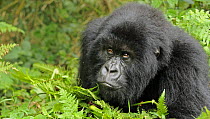 Mountain gorilla (Gorilla beringei beringei) drunk on bamboo shoots, Volcanoes NP, Virunga mountains, Rwanda  Note - if gorillas eat an excess of bamboo shoots they can become intoxicated