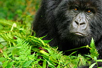 RF- Mountain gorilla (Gorilla beringei beringei) young female, portrait, Volcanoes National Park, Virunga mountains, Rwanda. Endangered species. (This image may be licensed either as rights managed or...