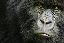 Mountain gorilla (Gorilla beringei beringei) young female, portrait, Volcanoes NP, Virunga mountains, Rwanda