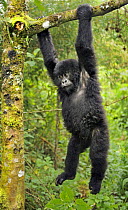 Mountain gorilla (Gorilla beringei beringei) juvenile hanging from branch, Volcanoes NP, Virunga mountains, Rwanda