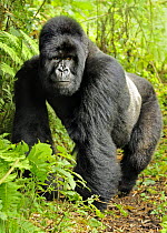 Mountain gorilla (Gorilla beringei beringei) silverback portrait, Volcanoes NP, Virunga mountains, Rwanda