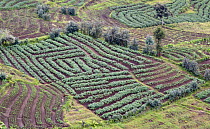 Field patterns in agricultural land on boundary of Parc National des Volcans /Volcanoes National Park, Virunga Mountains, Rwanda