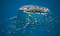 Whale shark (Rhincodon typus) filter feeding, surrounded by other smaller fish, Ningaloo Reef, Western Australia