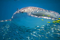 Whale shark (Rhincodon typus) filter feeding, surrounded by other smaller fish, Ningaloo Reef, Western Australia