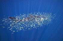 Whale shark (Rhincodon typus) surrounded by other smaller fish, Ningaloo Reef, Western Australia