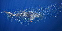 Whale shark (Rhincodon typus) surrounded by other smaller fish, Ningaloo Reef, Western Australia