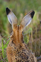 European brown hare (Lepus europaeus) rear view of ears showing markings and black tips, Wiltshire, UK