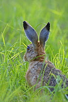 European brown hare (Lepus europaeus) showing markings on back of its ears, Wiltshire, UK