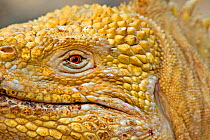RF- Galapagos land iguana (Conolophus subcristatus) close up, Urbina Bay, Isabela Island, Galapagos. (This image may be licensed either as rights managed or royalty free.)