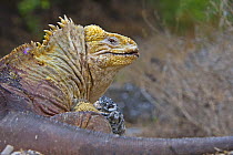 Galapagos land iguana (Conolophus subcristatus)  Urbina Bay, Isabela Island, Galapagos