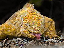 Galapagos land iguana (Conolophus subcristatus) licking the ground, Urbina Bay, Isabela Island, Galapagos