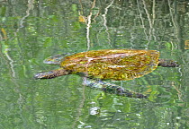 Galapagos green turtle (Chelonia mydas agassisi) resting in water, sleeping in mangrove forest, Galapagos