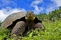 Galapagos giant tortoise (Geochelone elephantopus / nigra) adult feeding, Santa Cruz, Galapagos