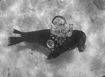 Galapagos Sealion (Zalophus californianus wollebaeki) underwater blowing bubbles, Galapagos