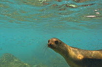 Galapagos sealion (Zalophus californianus wollebaeki) underwater, Galapagos