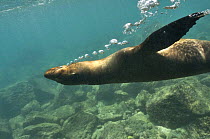 Galapagos sealion (Zalophus californianus wollebaeki) swimming upside-down underwater, blowing bubbles, Galapagos