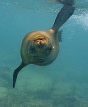 Galapagos sealion (Zalophus californianus wollebaeki) swimming underwater, upside down, Galapagos