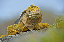 Galapagos land iguana (Conolophus subcristatus) in habitat, Plaza Sur, Galapagos