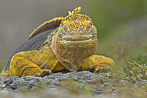 Galapagos land iguana (Conolophus subcristatus) in habitat, Plaza Sur, Galapagos