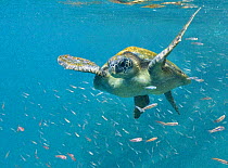 Galapagos green turtle (Chelonia mydas agassisi) swimming, Galapagos