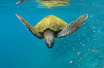 Galapagos green turtle (Chelonia mydas agassisi) swimming, Galapagos