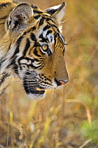 Bengal tiger (Panthera tigris tigris) stalking, Ranthambore NP, Rajasthan, India