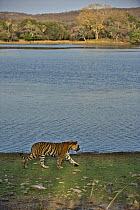Bengal tiger (Panthera tigris tigris) walking by lake, Ranthambore NP, Rajasthan, India