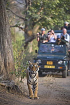 Bengal tiger (Panthera tigris tigris) watched by tourists, Ranthambore NP, Rajasthan, India