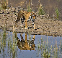 Bengal tiger (Panthera tigris tigris) walking beside lake, with reflection, Ranthambore NP, Rajasthan, India
