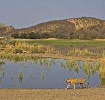 Bengal tiger (Panthera tigris tigris) walking beside lake, Ranthambore NP, Rajasthan, India