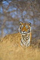 Bengal tiger (Panthera tigris tigris) female, Machali, in forest, Ranthambore NP, Rajasthan, India