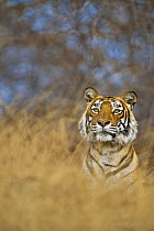 Bengal tiger (Panthera tigris tigris) female, Machali, in forest, Ranthambore NP, Rajasthan, India