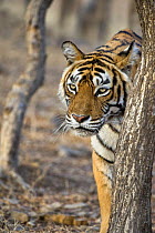 Bengal tiger (Panthera tigris tigris) female walking through forest, Ranthambore NP, Rajasthan, India