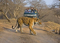 Tourists watching Bengal tiger (Panthera tigris tigris) cross the road, Ranthambore NP, Rajasthan, India