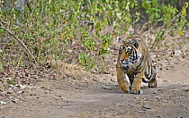 Bengal tiger (Panthera tigris tigris) female crouching down to stalk a deer, Ranthambore NP, Rajasthan, India