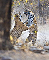 Bengal tiger (Panthera tigris tigris) female fighting with 18 months cub, Ranthambore NP, Rajasthan, India. They fight when it is time for the cubs to move on and find their own territory