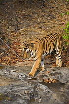 Bengal tiger (Panthera tigris tigris) male walking (B2), Bandhavgarh NP, Madhya Pradesh, India