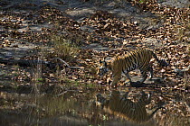 Bengal tiger (Panthera tigris tigris) entering lake to cool off, Bandhavgarh NP, Madhya Pradesh, India