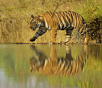 Bengal tiger (Panthera tigris tigris) male walking along edge of lake, Bandhavgarh NP, Madhya Pradesh, India