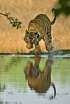 Bengal tiger (Panthera tigris tigris) male playing with water, Bandhavgarh NP, Madhya Pradesh, India