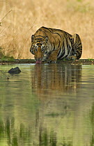 Bengal tiger (Panthera tigris tigris) male drinking from lake, Bandhavgarh NP, Madhya Pradesh, India