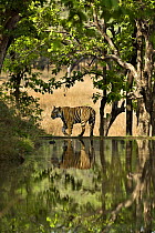 Bengal tiger (Panthera tigris tigris) male walking beside lake, Bandhavgarh NP, Madhya Pradesh, India