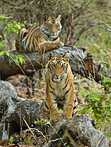 Bengal tiger (Panthera tigris tigris) cubs waiting for mother to return, Bandhavgarh NP, Madhya Pradesh, India