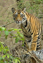 Bengal tiger (Panthera tigris tigris) cub waiting for mother to return, Bandhavgarh NP, Madhya Pradesh, India