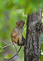 Rhesus macaque (Macaca mulatta) youngster in tree, India
