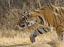 Bengal tiger (Panthera tigris tigris) stalking deer, Ranthambore NP, Rajasthan, India