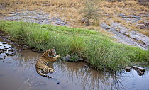 Bengal tiger (Panthera tigris tigris) female cooling off in pond, Ranthambore NP, Rajasthan, India