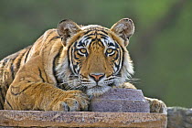 Bengal tiger (Panthera tigris tigris) female resting on wall of ruined temple, Ranthambore NP, Rajasthan, India