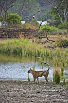 Bengal tiger (Panthera tigris tigris) female scent marking by lake in the rain, Ranthambore NP, Rajasthan, India